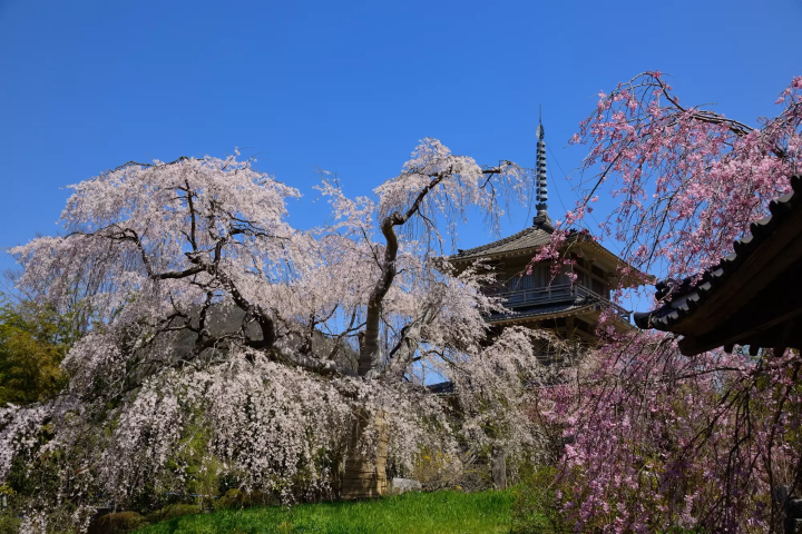 Stunning Springtime Tours Only a Few Hours From Fukuoka