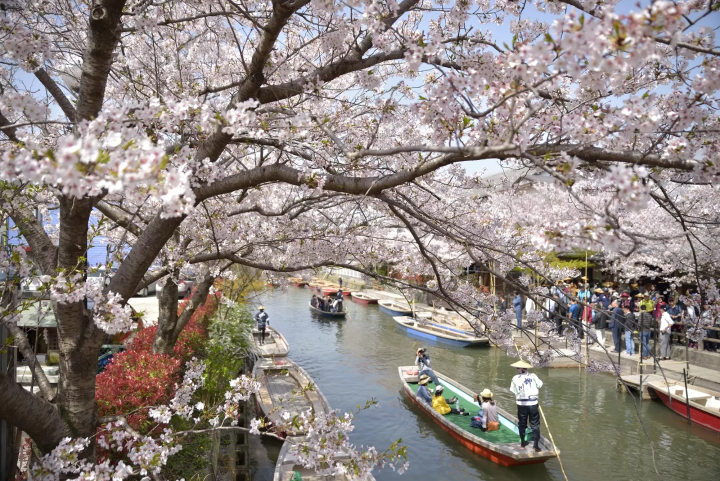 Stunning Springtime Tours Only a Few Hours From Fukuoka