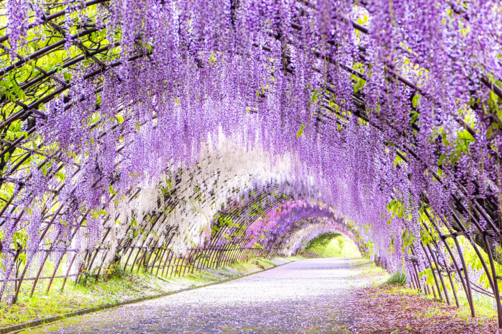 Stunning Springtime Tours Only a Few Hours From Fukuoka