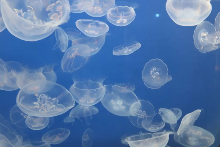 [Yamagata] Refresh your mind and body at a hot spring! Spectacular spots to enjoy with a rental car, such as Ginzan and Zao