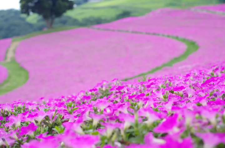 【치바】 나리타 공항 출발! 관광 명소와 렌터카 추천 플랜
