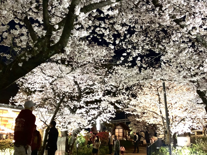 ▲“Sakura Week Nishinomiya 2024”: Sakura light-up at Hankyu Railway “Kurakuenguchi” Station 