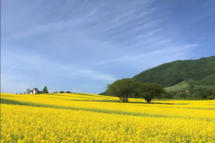【미야기】마츠시마의 아름다운 자연 경관을 둘러싼 추천 관광 명소와 렌터카 여행