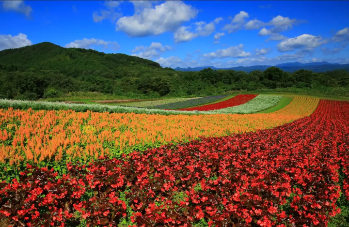 【미야기】마츠시마의 아름다운 자연 경관을 둘러싼 추천 관광 명소와 렌터카 여행