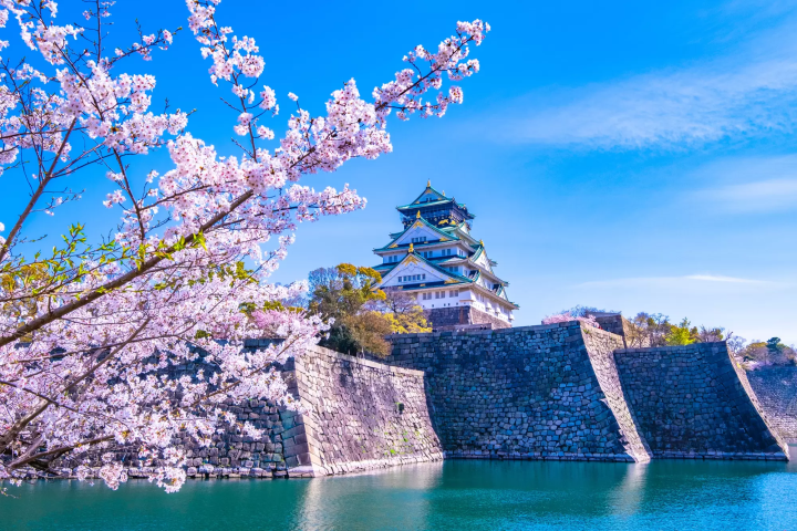 大阪城與櫻花景色呼應