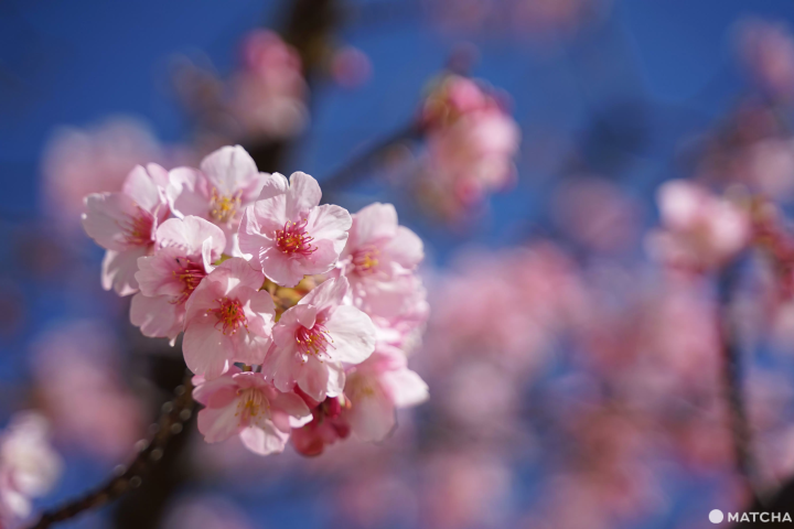 桜が見える大阪のホテル