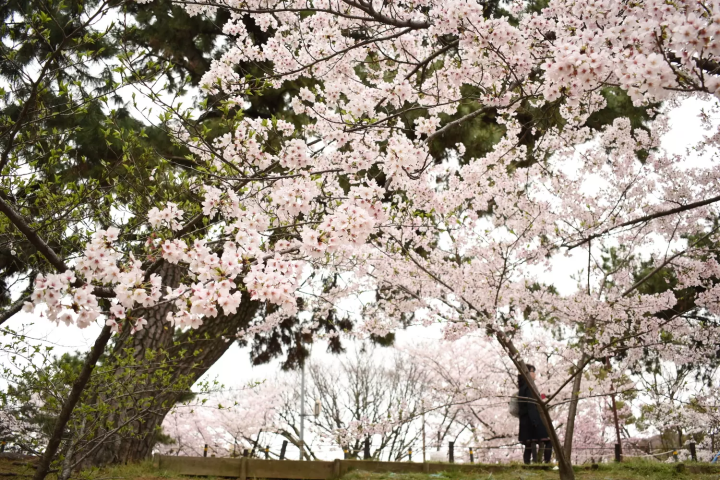 ▲ Near Shukugawa Station on the Hankyu Kobe Line 