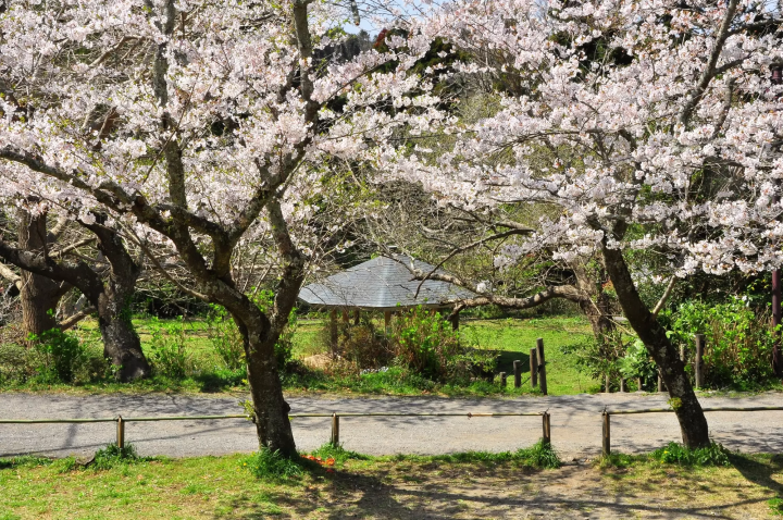 Kamakura's Best 10 Cherry Blossom Viewing Spots in 2024