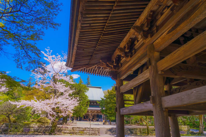Kamakura's Best 10 Cherry Blossom Viewing Spots in 2024
