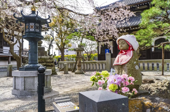 Kamakura's Best 10 Cherry Blossom Viewing Spots in 2024