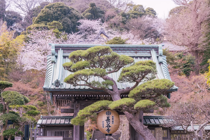 Kamakura's Best 10 Cherry Blossom Viewing Spots in 2024