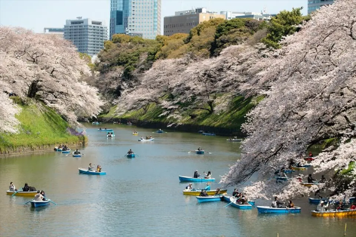 千鳥が渕の桜