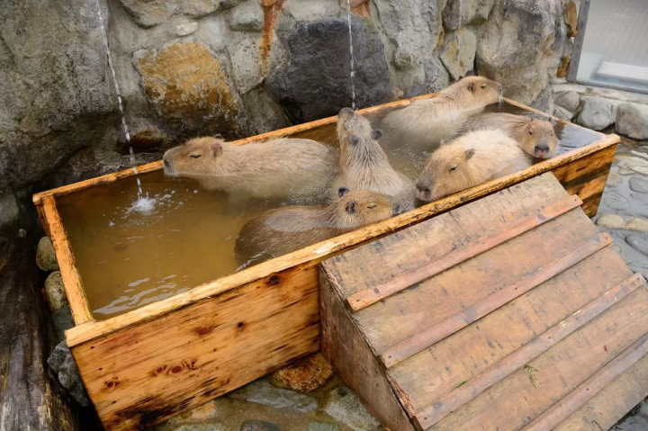 [Tochigi] Unexplored region of Nikko and great nature of Nasu! Tochigi's must-see tourist spots and rental car guide