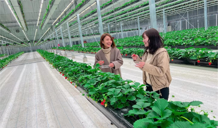 [Ibaraki/Joso City/Tourism] Introducing Japan's largest aerial strawberry farm, Granberry Daichi!