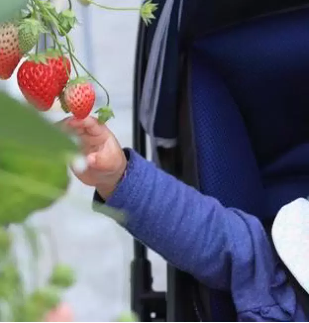 [Ibaraki/Joso City/Tourism] Introducing Japan's largest aerial strawberry farm, Granberry Daichi!