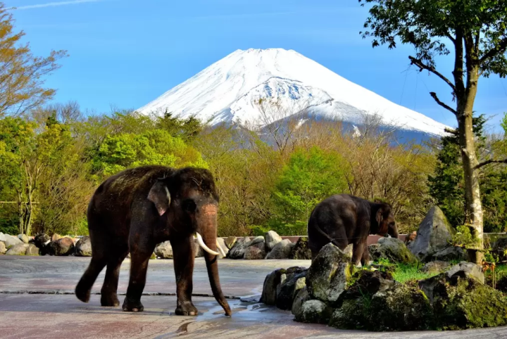 [Shizuoka] Enjoy the charms of Mt. Fuji and Atami all at once! Shizuoka tourist attractions to enjoy while driving