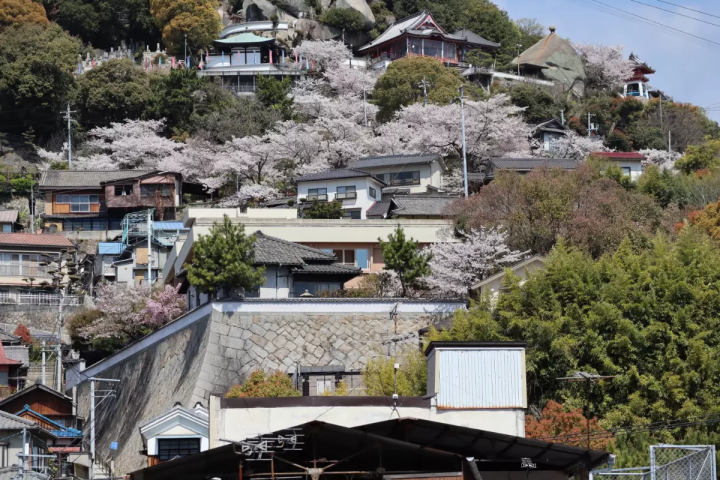 照片中央的粉红色建筑是LOG。越往上走，山樱花就越多。 