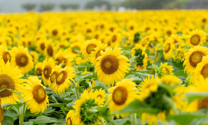 體驗、漫步！知多半島推薦示範路線