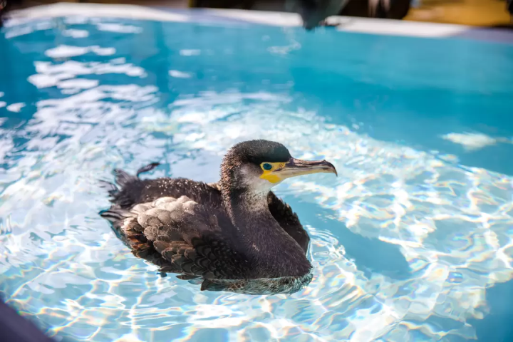 徒步遊覽山口縣岩國的典範路線!介紹9個推薦景點!