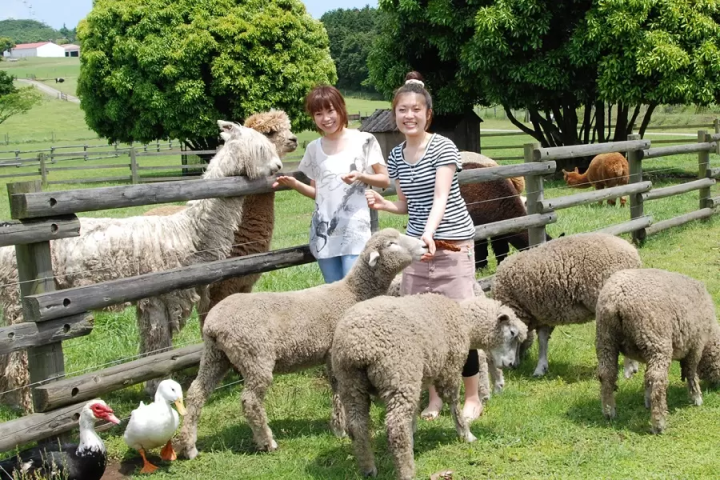 【치바】 나리타 공항 출발! 관광 명소와 렌터카 추천 플랜