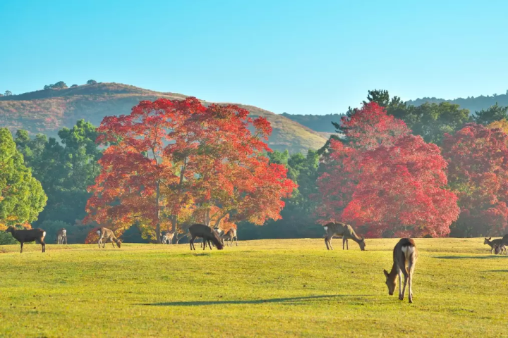 【奈良】了解日本歷史文化的旅行！推薦租車遊覽景點