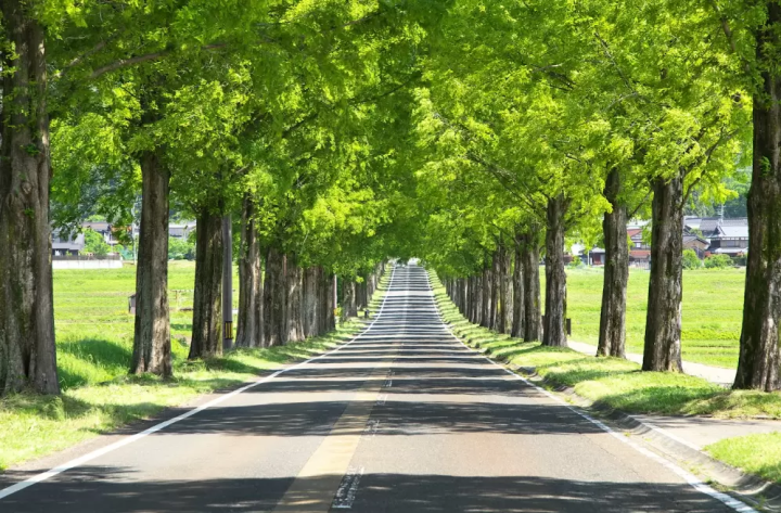 【滋賀】同時欣賞壯麗的景色和日本文化！可以享受駕車樂趣的觀光景點