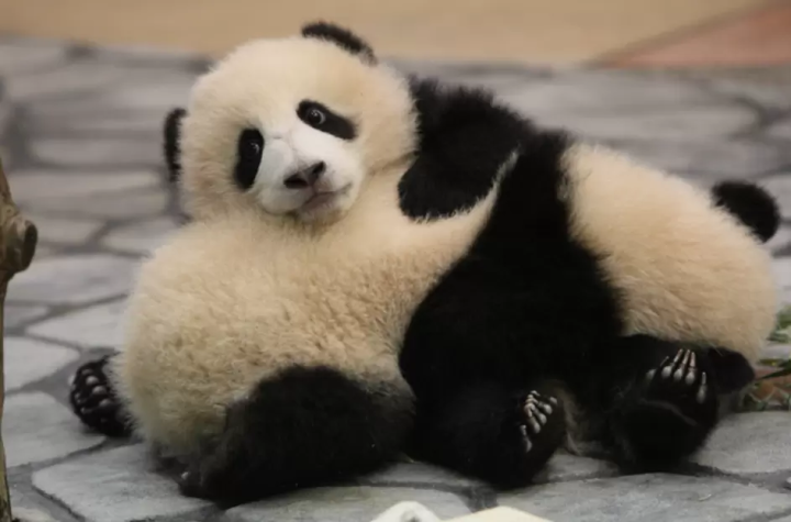 【和歌山】從大人到小孩都可以享受的和歌山之旅！租車遊覽的熱門觀光景點