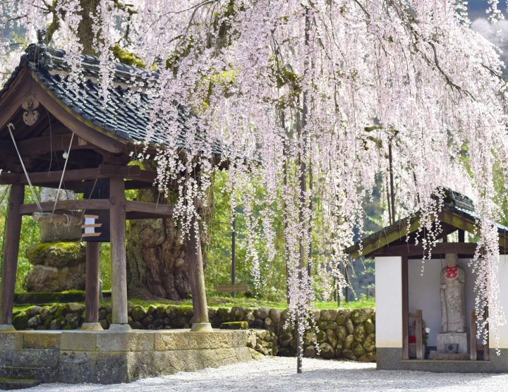 [兵库县] 介绍汤村温泉的绝美樱花景点。享受温泉和赏樱！ [可用折扣券]