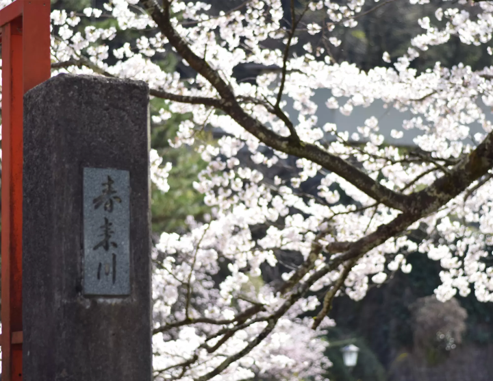 [兵库县] 介绍汤村温泉的绝美樱花景点。享受温泉和赏樱！ [可用折扣券]