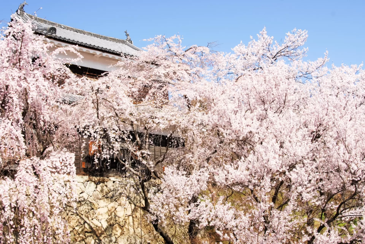 [Spring 2024] Nagano Prefecture's "Ueda Castle Thousand Cherry Blossom Festival" will be held. Enjoy the castle and cherry blossoms!