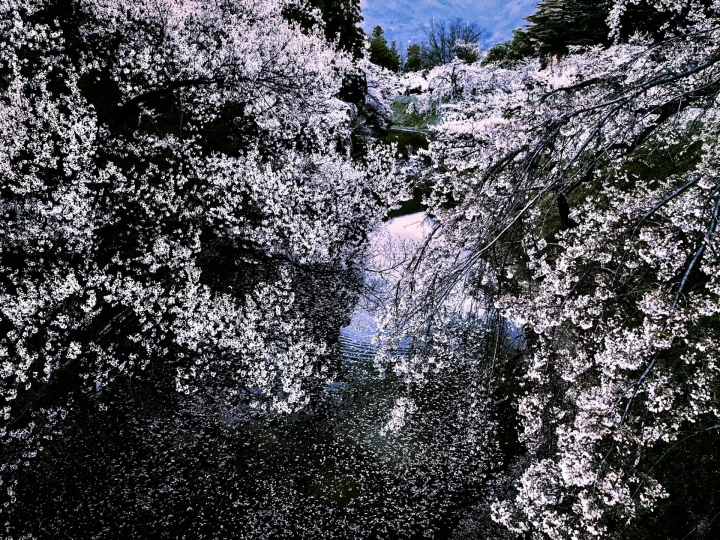 [Spring 2024] Nagano Prefecture's "Ueda Castle Thousand Cherry Blossom Festival" will be held. Enjoy the castle and cherry blossoms!