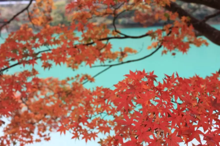 【神奈川】丹沢湖で紅葉満喫日帰り旅！絶景ダムやワカサギ釣りをご紹介