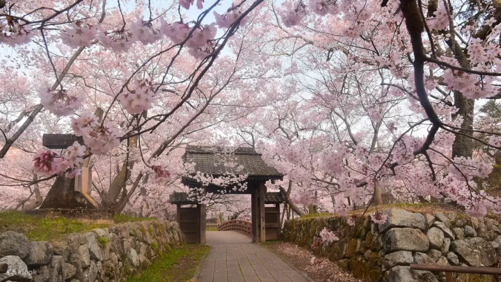 7 Cherry Blossom Tours to Less Crowded Spots