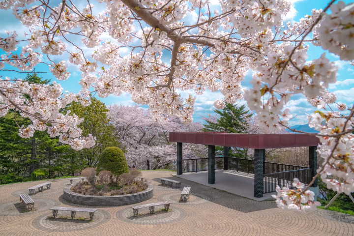 7 Cherry Blossom Tours to Less Crowded Spots