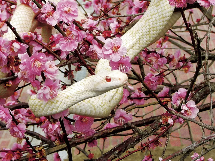 徒步遊覽山口縣岩國的典範路線!介紹9個推薦景點!