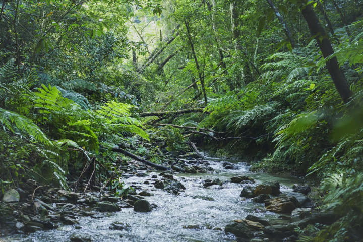 虹夕諾雅 沖繩生態之旅,探索世界自然遺產「奇蹟之森」!