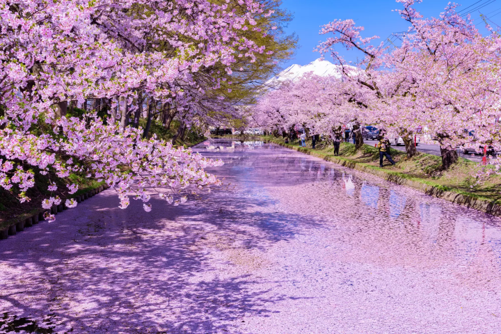 7 Cherry Blossom Tours to Less Crowded Spots