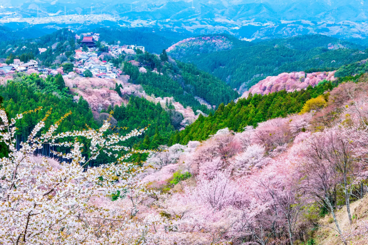 7 Cherry Blossom Tours to Less Crowded Spots