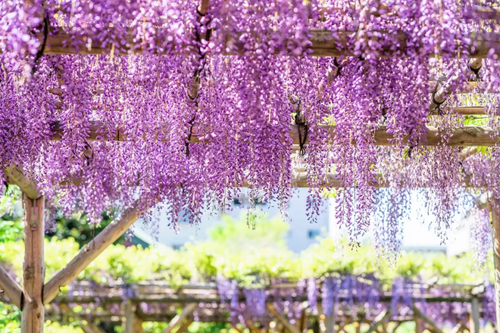 25 Famous Tokyo Shrines: Visit for Good Fortune, Love, and Flower Festivals