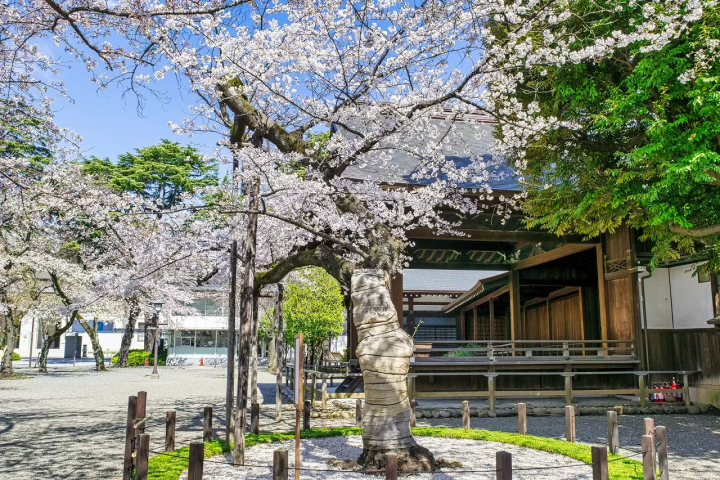 25 Famous Tokyo Shrines: Visit for Good Fortune, Love, and Flower Festivals