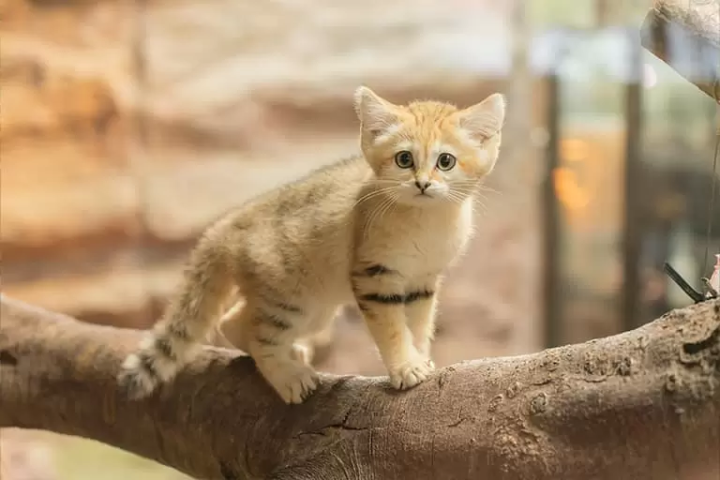 [Tochigi] Unexplored region of Nikko and great nature of Nasu! Tochigi's must-see tourist spots and rental car guide