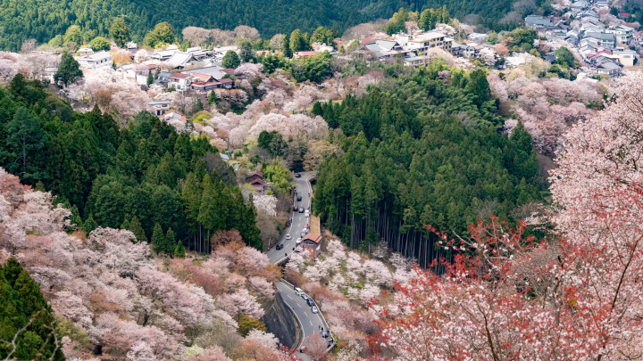 【2024最新】世界遺産の街・奈良へ行こう!京都、大阪からの行き方ガイド