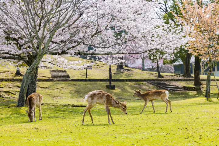 【2024最新】世界遺産の街・奈良へ行こう!京都、大阪からの行き方ガイド