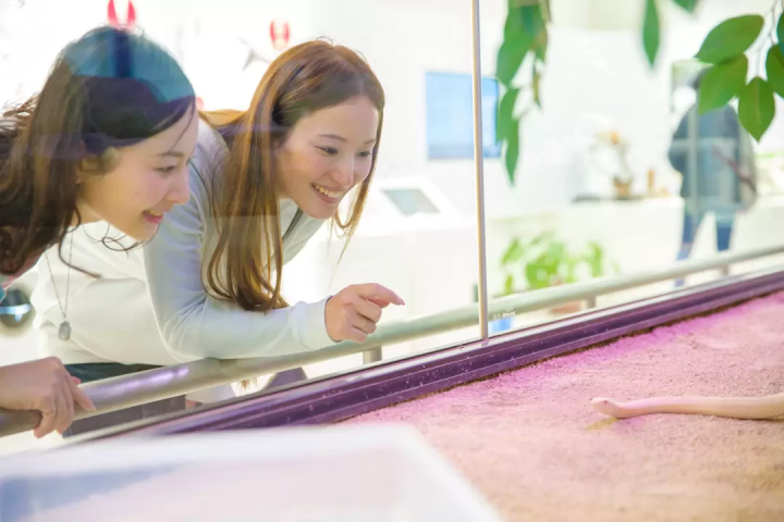 徒步遊覽山口縣岩國的典範路線!介紹9個推薦景點!