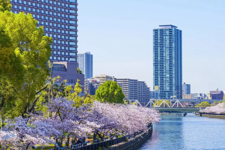 Cherry Blossoms in Japan Forecast