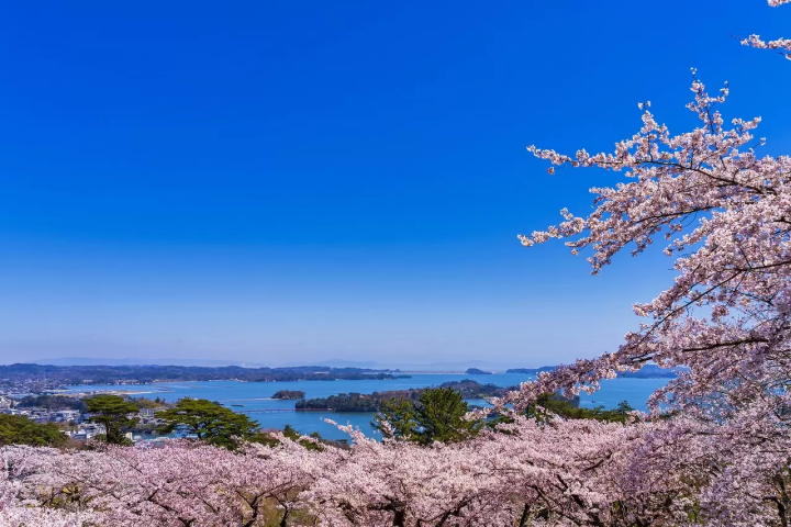 Cherry Blossoms in Japan: 2024 Forecast and Best Spots