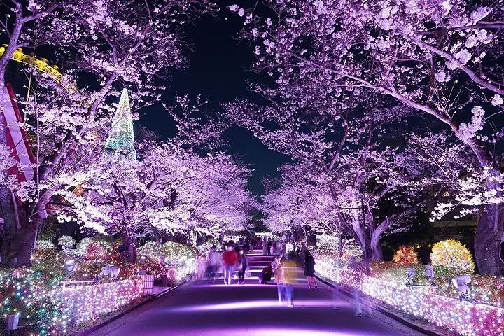 Cherry Blossom Light-up in Tokyo! Yomiuri Land's Jewellumination