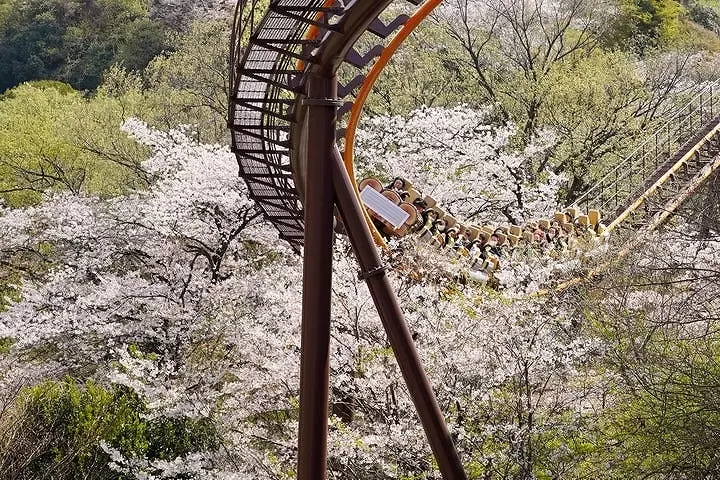 Cherry Blossom Light-up in Tokyo! Yomiuri Land's Jewellumination