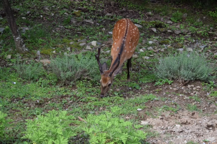 Tour of Chichibu's three major shrines: Mitsumine Shrine - Chichibu Shrine - Hodosan Shrine