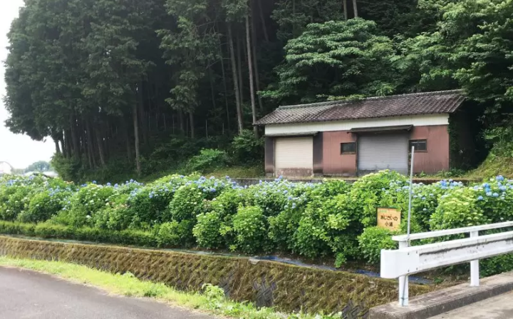 [เมืองฟุกุซากิ] ฉันไปที่หมู่บ้านทาคาโอกะ ``เส้นทางไฮเดรนเยีย'' เพลิดเพลินกับดอกไฮเดรนเยียบนภูเขาที่หายาก